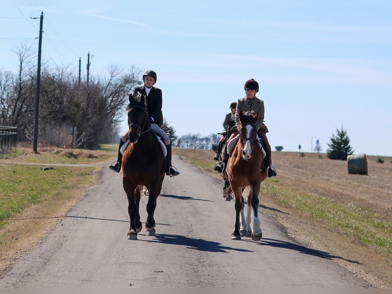Draft Horse Mix Gelding 6 years 16,2 hh Bay in Weatherford