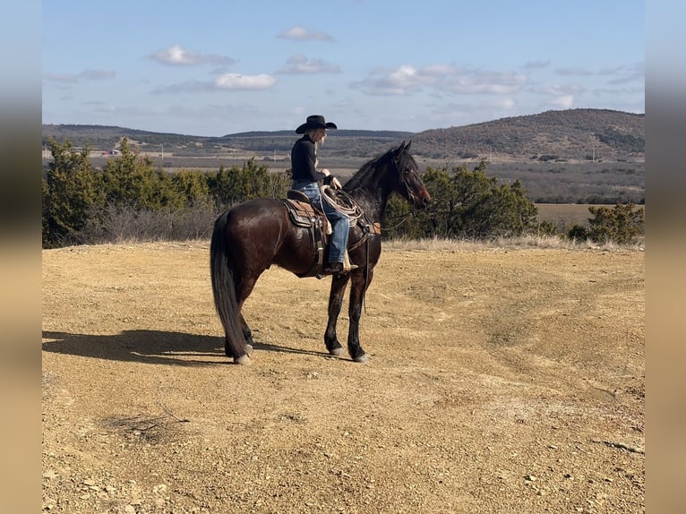 Draft Horse Mix Gelding 6 years 16,2 hh Bay in Weatherford