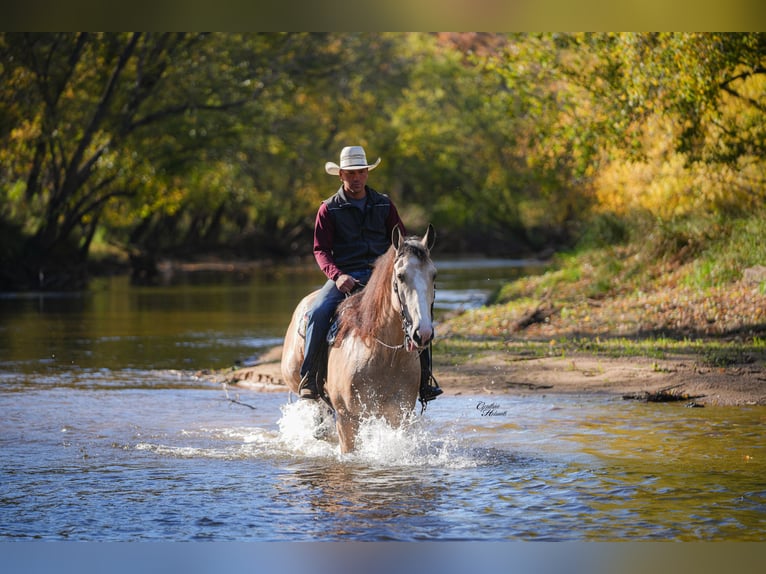 Draft Horse Mix Gelding 6 years 16,2 hh Buckskin in Fairbank