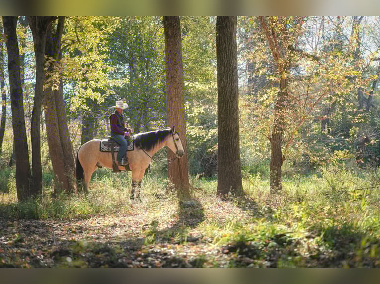 Draft Horse Mix Gelding 6 years 16,2 hh Buckskin in Fairbank