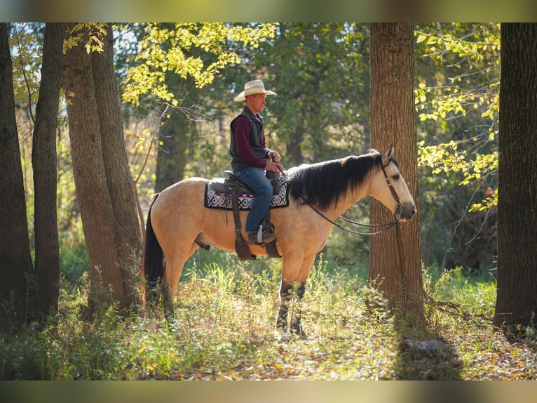 Draft Horse Mix Gelding 6 years 16,2 hh Buckskin in Fairbank