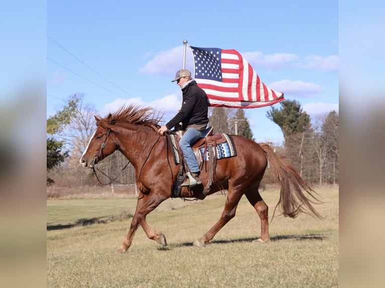 Draft Horse Mix Gelding 6 years 16,2 hh Chestnut in Howell