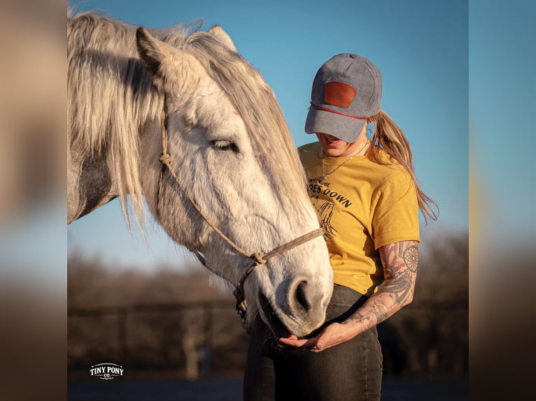 Draft Horse Gelding 6 years 16,2 hh Grey-Dapple in Jacksboro
