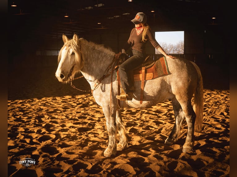 Draft Horse Gelding 6 years 16,2 hh Grey-Dapple in Jacksboro