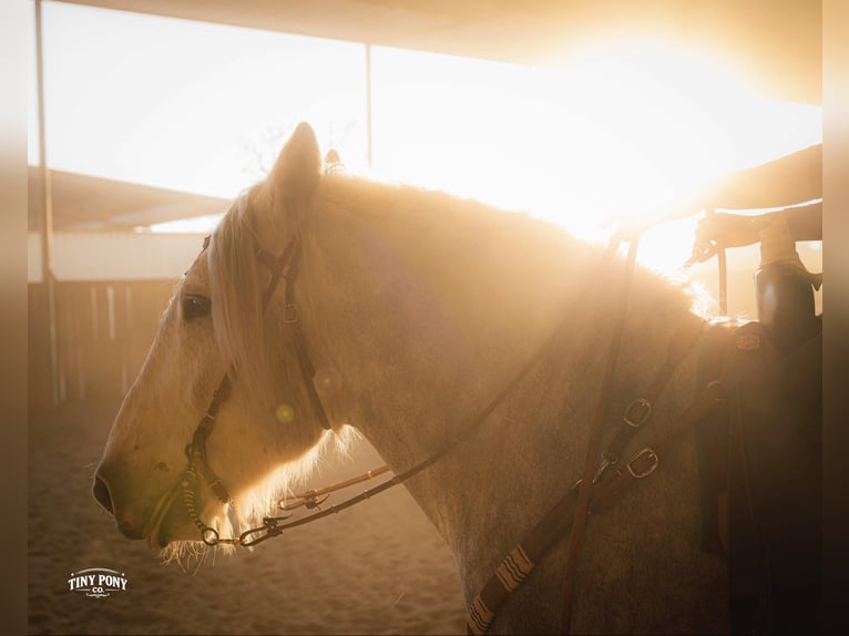 Draft Horse Gelding 6 years 16,2 hh Grey-Dapple in Jacksboro