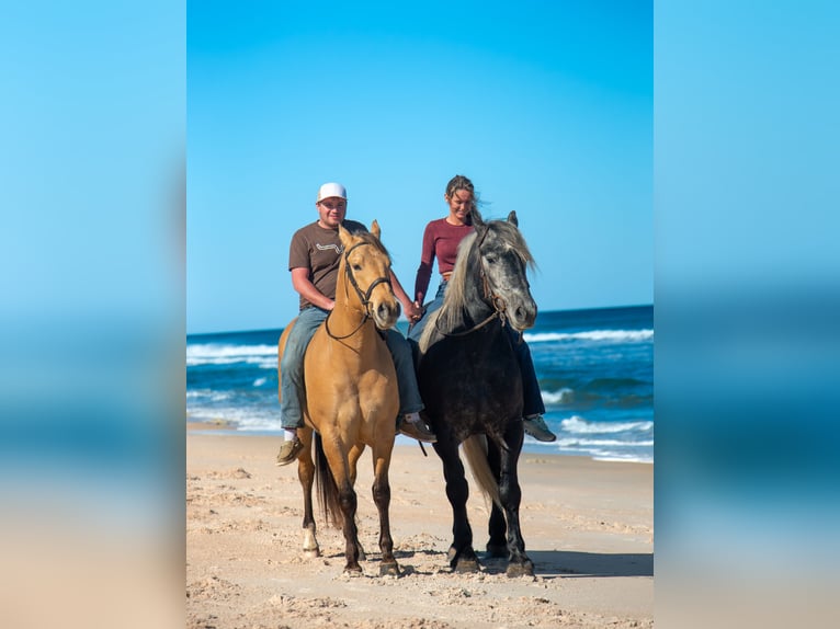 Draft Horse Mix Gelding 6 years 16,2 hh Grey in Ocala