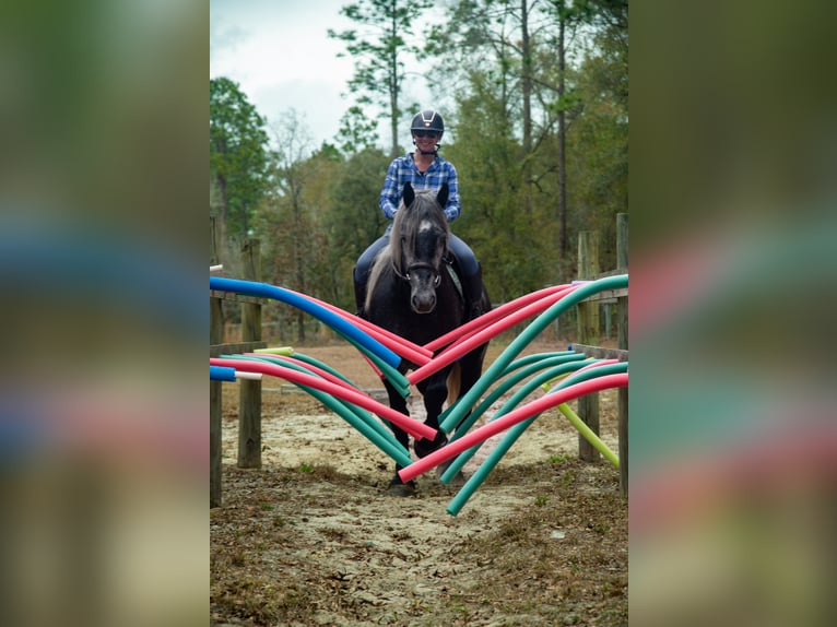 Draft Horse Mix Gelding 6 years 16,2 hh Grey in Ocala