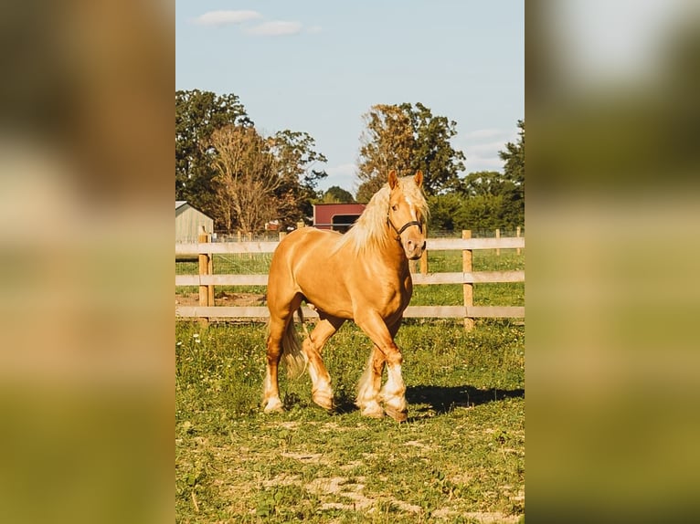 Draft Horse Gelding 6 years 16,2 hh Palomino in Howell, MI