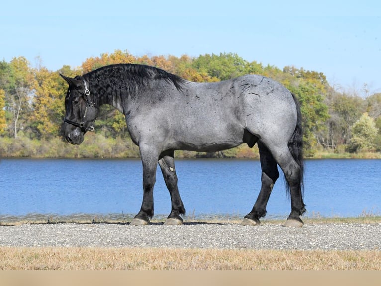 Draft Horse Mix Gelding 6 years 16,2 hh Roan-Blue in Holmen Draft Horse Mix Gelding 6 years 16,2 hh Roan-Blue in Holmen