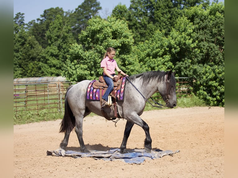 Draft Horse Mix Gelding 6 years 16,2 hh Roan-Blue in Lufkin, TX