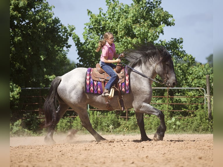 Draft Horse Mix Gelding 6 years 16,2 hh Roan-Blue in Lufkin, TX