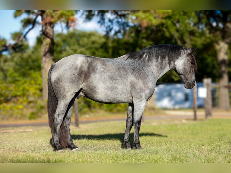 Draft Horse Mix Gelding 6 years 16,2 hh Roan-Blue in Lufkin, TX