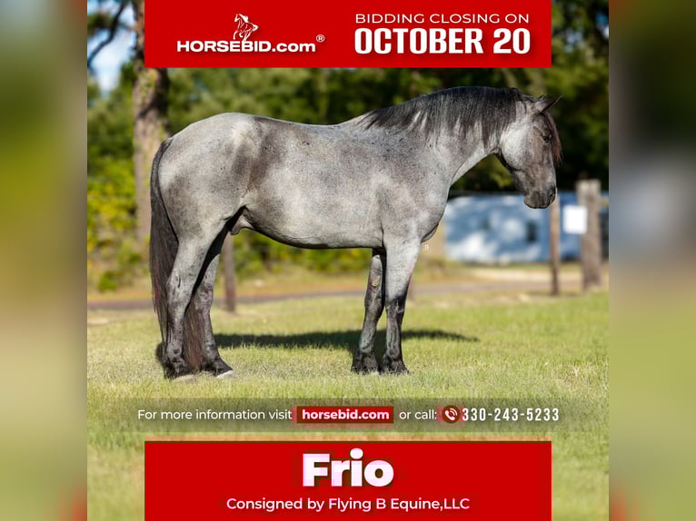 Draft Horse Mix Gelding 6 years 16,2 hh Roan-Blue in Lufkin, TX