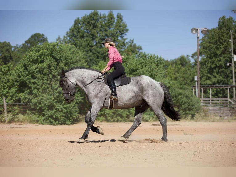 Draft Horse Mix Gelding 6 years 16,2 hh Roan-Blue in Lufkin, TX