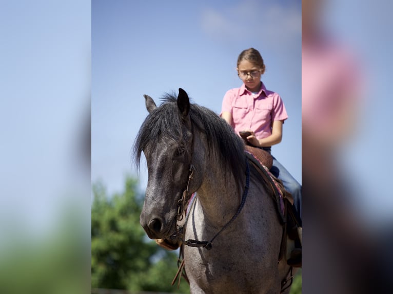 Draft Horse Mix Gelding 6 years 16,2 hh Roan-Blue in Lufkin, TX