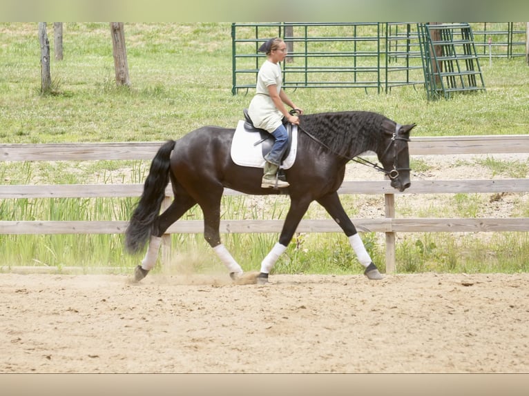 Draft Horse Gelding 6 years 16,2 hh in Fresno, OH