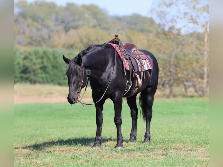 Draft Horse Mix Gelding 6 years 16,3 hh Black in River Falls
