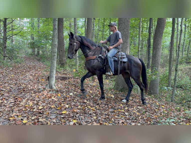 Draft Horse Gelding 6 years 16,3 hh Black in Moscow OH