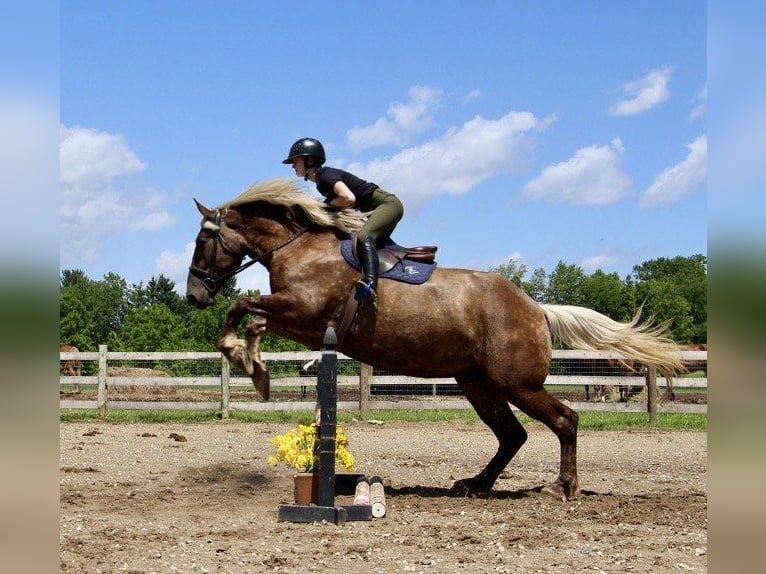 Draft Horse Gelding 6 years 16,3 hh Brown in Howell, MI