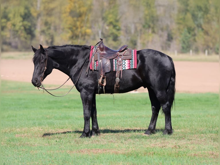 Draft Horse Mix Gelding 6 years 17 hh Black in River Falls