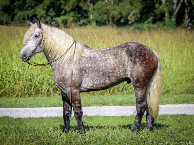 Draft Horse Gelding 6 years 17 hh Gray-Dapple in Auburn KY