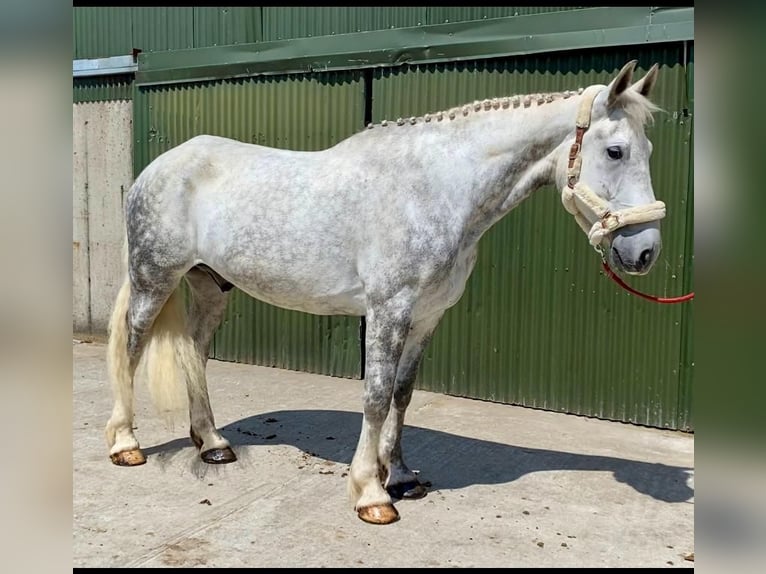Draft Horse Gelding 6 years 17 hh Gray in Sligo