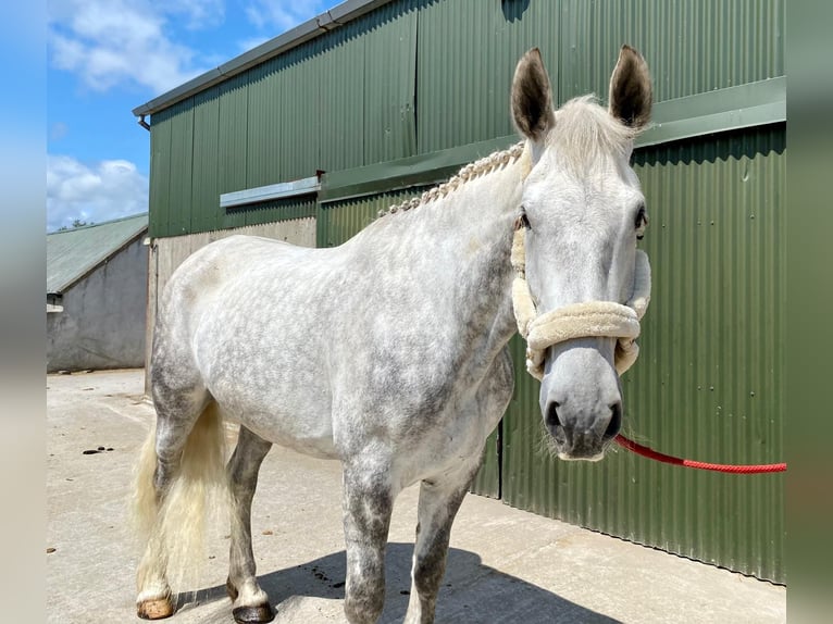 Draft Horse Gelding 6 years 17 hh Gray in Sligo