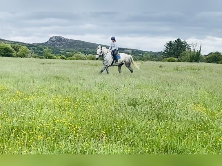 Draft Horse Gelding 6 years 17 hh Gray in Sligo