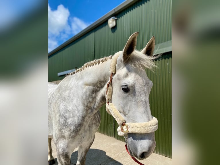 Draft Horse Gelding 6 years 17 hh Gray in Sligo