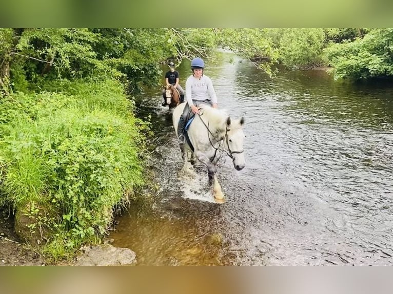 Draft Horse Gelding 6 years 17 hh Gray in Sligo