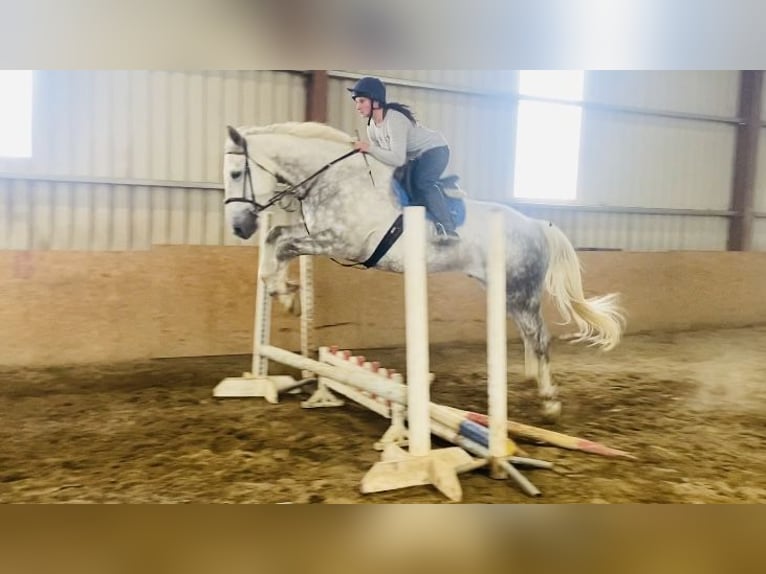 Draft Horse Gelding 6 years 17 hh Gray in Sligo
