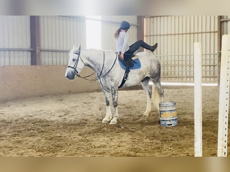Draft Horse Gelding 6 years 17 hh Gray in Sligo