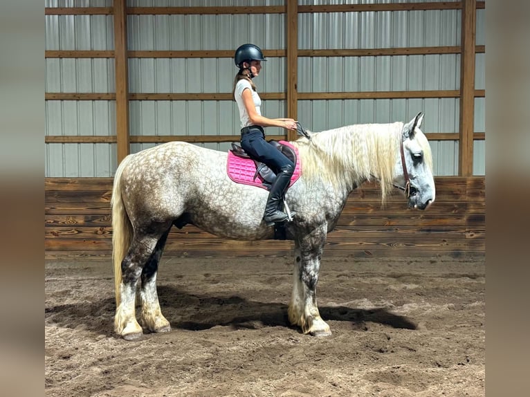 Draft Horse Mix Gelding 6 years 17 hh Grey-Dapple in Clearville