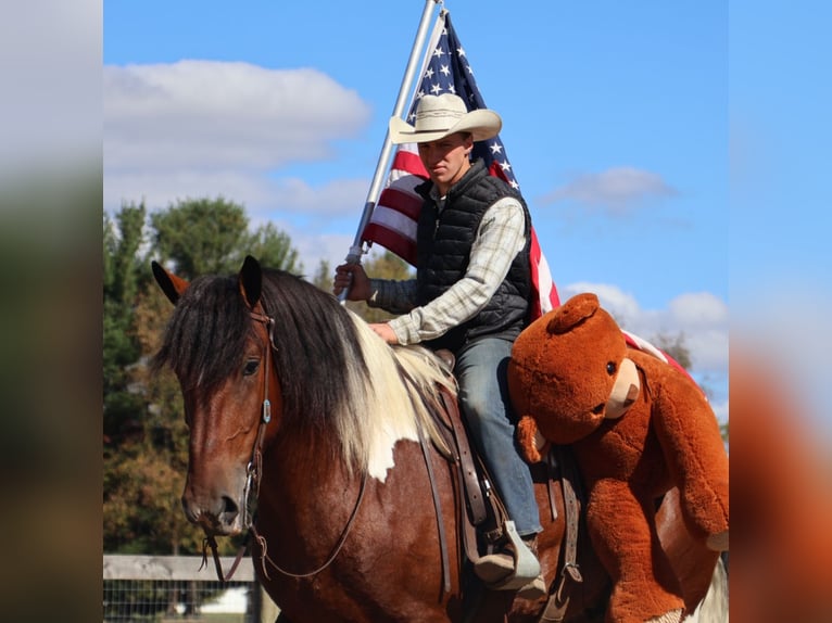 Draft Horse Mix Gelding 6 years 17 hh Pinto in Howell Draft Horse Mix Gelding 6 years 17 hh Pinto in Howell