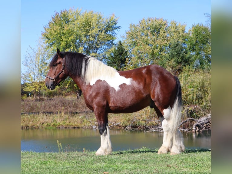 Draft Horse Mix Gelding 6 years 17 hh Pinto in Howell Draft Horse Mix Gelding 6 years 17 hh Pinto in Howell