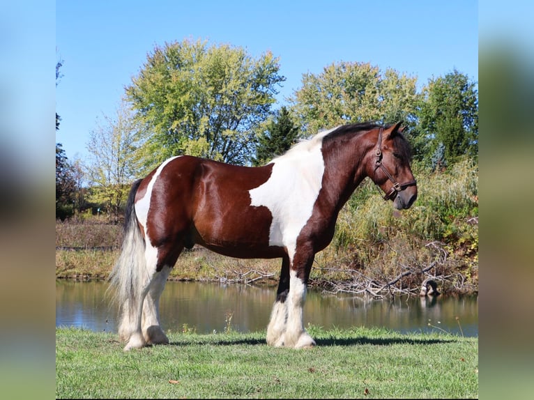 Draft Horse Mix Gelding 6 years 17 hh Pinto in Howell Draft Horse Mix Gelding 6 years 17 hh Pinto in Howell