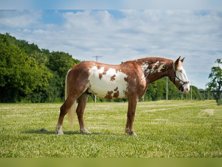 Draft Horse Gelding 6 years 17 hh Pinto in Middletown, OH
