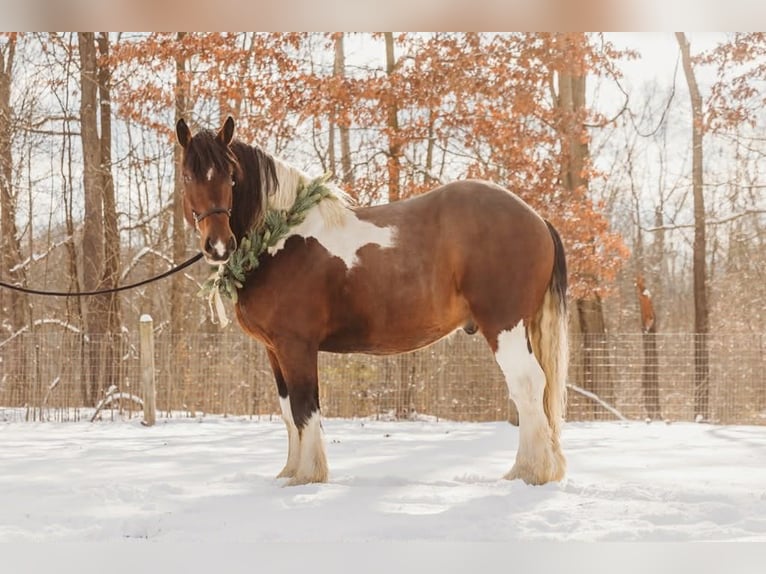 Draft Horse Mix Gelding 6 years 17 hh Pinto in Howell