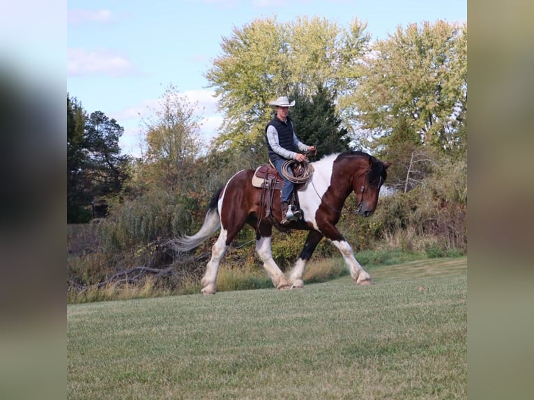 Draft Horse Mix Gelding 6 years 17 hh Pinto in Howell