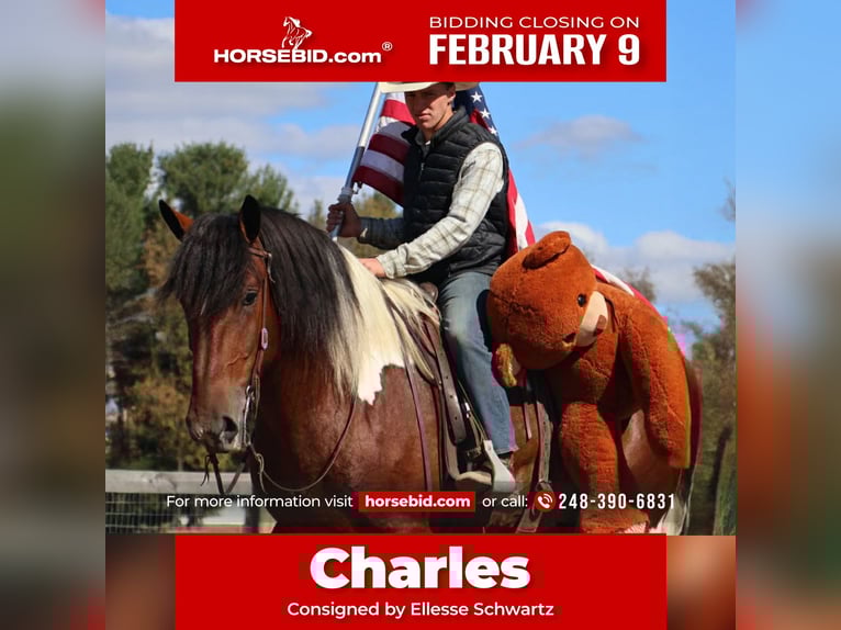 Draft Horse Mix Gelding 6 years 17 hh Pinto in Howell