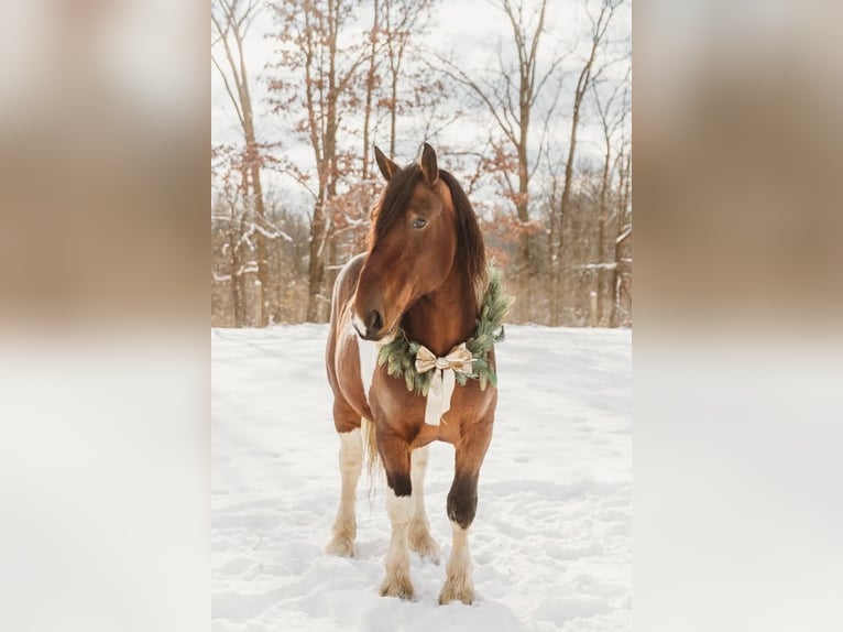 Draft Horse Mix Gelding 6 years 17 hh Pinto in Howell