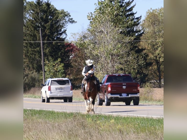 Draft Horse Mix Gelding 6 years 17 hh Pinto in Howell