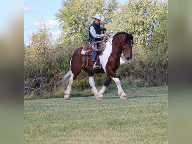 Draft Horse Mix Gelding 6 years 17 hh Pinto in Howell