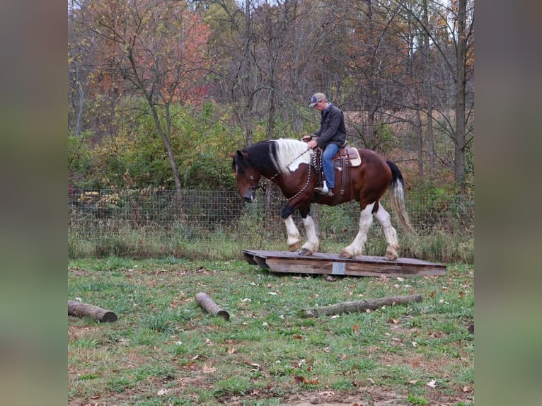 Draft Horse Mix Gelding 6 years 17 hh Pinto in Howell
