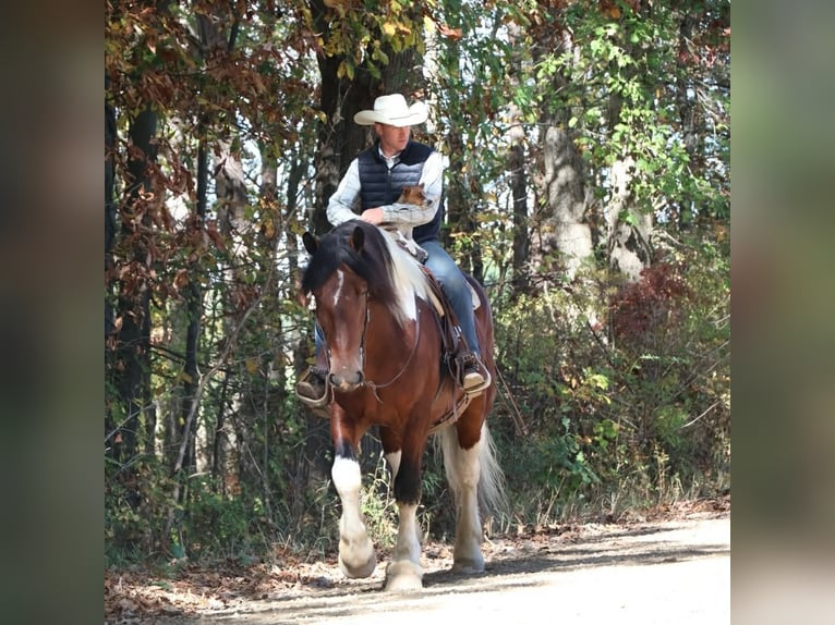 Draft Horse Mix Gelding 6 years 17 hh Pinto in Howell