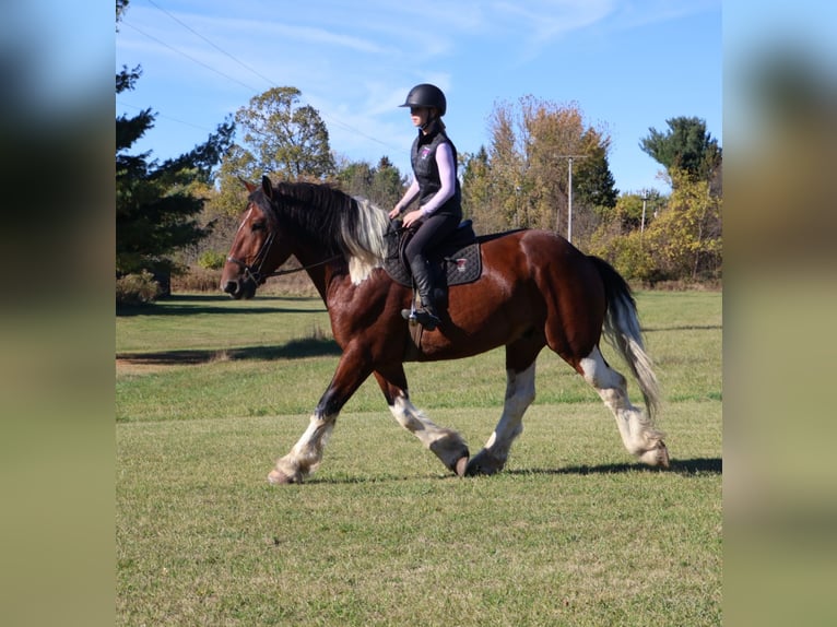 Draft Horse Mix Gelding 6 years 17 hh Pinto in Howell