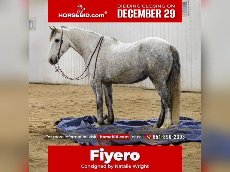 Draft Horse Mix Gelding 6 years 17,1 hh Grey in Hastings