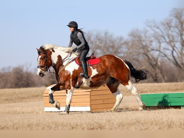 Draft Horse Mix Gelding 6 years 18 hh Pinto in Forney