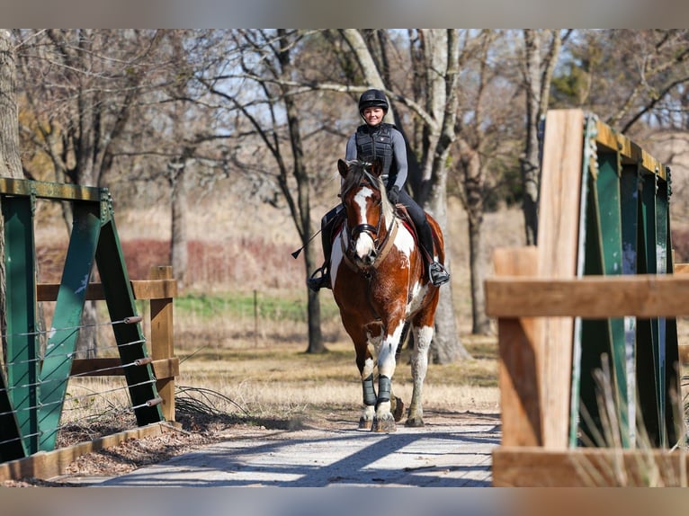 Draft Horse Mix Gelding 6 years 18 hh Pinto in Forney