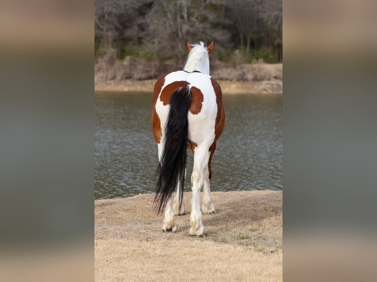 Draft Horse Mix Gelding 6 years 18 hh Pinto in Forney
